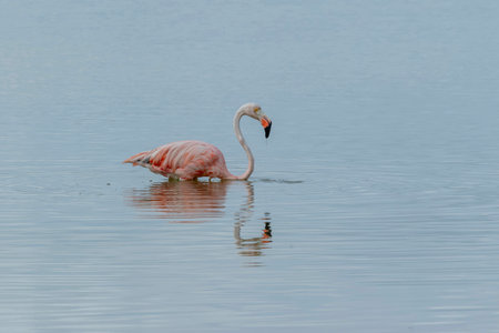 Mexico. Celestun Biosphere Reserve. The flock of American flamingos (Phoenicopterus ruber, also known as Caribbean flamingo) feeding in shallow waterの写真素材