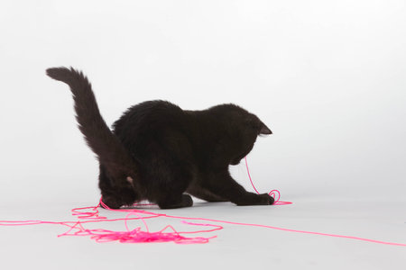 A black kitten plays in a studio environmentの写真素材