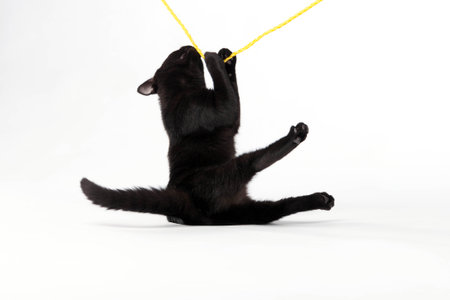 A black kitten plays in a studio environment