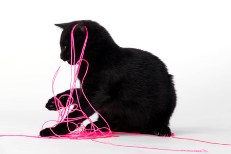 A black kitten plays in a studio environment