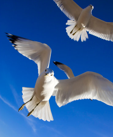 A swarm of seagulls fly overhead looking for food on a beach