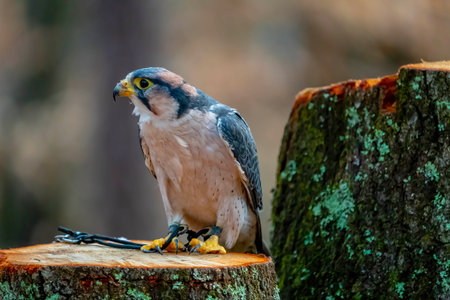 The lanner falcon (Falco biarmicus) is a medium-sized bird of prey that breeds in Africa, southeast Europe and just into Asia.の写真素材