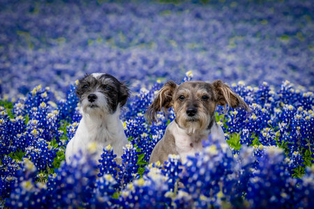 A beautiful pet enjoys a field of Bluebonnet flowers on a spring day
