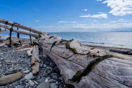 Large pieces of driftwood sit on a beach on the Oregon coastline on a beautiful summers dayの写真素材