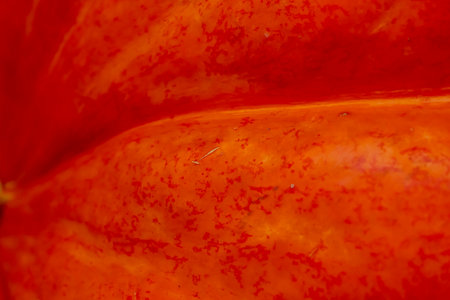 Orange pumpkins at outdoor farmer market. pumpkin patch. Copy space for your text
