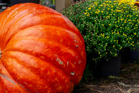 Orange pumpkins at outdoor farmer market. pumpkin patch. Copy space for your textの写真素材