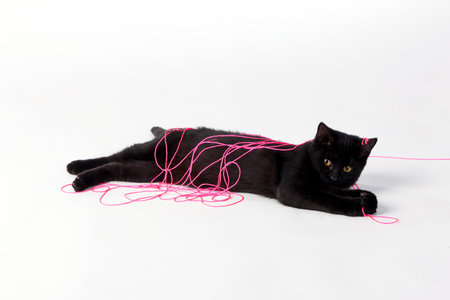 A cute black kitten, with fur as dark as midnight, pounces around the room, creating an adorable...
