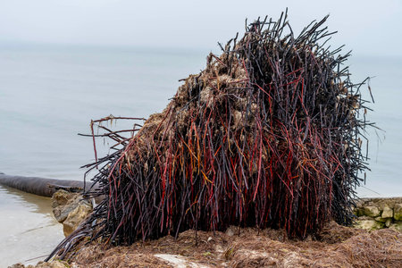 As fog blankets the Yucatan Peninsula, a lone coconut tree stands along the shoreline, creating an eerie and serene atmosphere with no one in sight.の写真素材