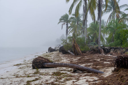 As fog blankets the Yucatan Peninsula, a lone coconut tree stands along the shoreline, creating an eerie and serene atmosphere with no one in sight.の写真素材