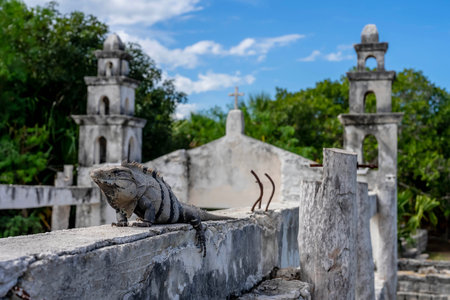 Sunbathing iguana atop Mayan ruins in Yucatan, Mexico. Gleaming scales absorb May sun; ancient stones echo its silent majesty. Nature and history entwined in a radiant spectacleの写真素材