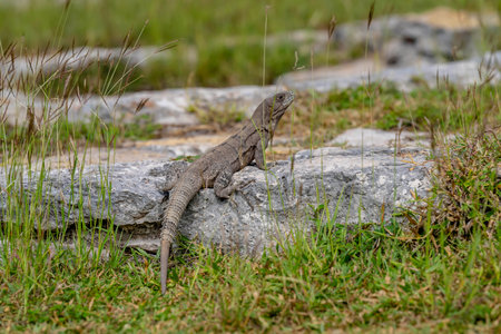 Sunbathing iguana atop Mayan ruins in Yucatan, Mexico. Gleaming scales absorb May sun; ancient stones echo its silent majesty. Nature and history entwined in a radiant spectacleの写真素材