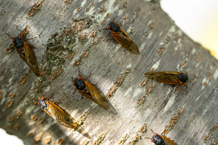 The 17-year cicada, Magicicada cassini, emerges in vast numbers in North America every 17 years, often synchronizing their courtship in massive displays. Described in 1852, named after John Cassin.の写真素材