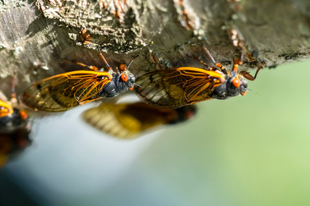 The 17-year cicada, Magicicada cassini, emerges in vast numbers in North America every 17 years, often synchronizing their courtship in massive displays. Described in 1852, named after John Cassin.の写真素材