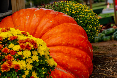 Orange pumpkins at outdoor farmer market. pumpkin patch. Copy space for your textの写真素材