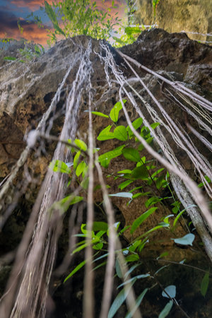 The beautiful waters in the cenotes of Cuzama, Yucatan, Mexicoの写真素材