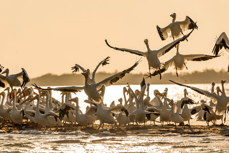 A flock of white pelicans soars gracefully over the YucatÃ¡n Peninsula at sunset, their wings catching the golden light as they glide in unison against the vibrant hues of the evening sky.の写真素材