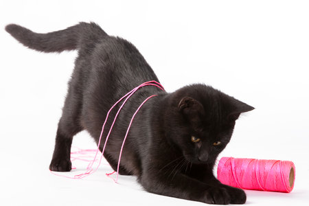 A playful black kitten frolics and strikes adorable poses in a studio setting, its sleek fur contrasting sharply with the solid white background, creating a charming and minimalist visual scene.の写真素材