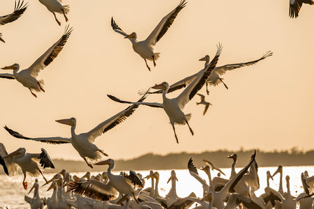 A flock of white pelicans soars gracefully over the YucatÃ¡n Peninsula at sunset, their wings catching the golden light as they glide in unison against the vibrant hues of the evening sky.の写真素材