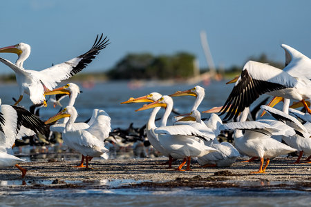 A flock of white pelicans soars gracefully over the at sunset, their wings catching the golden light as they glide in unison against the vibrant hues of the evening sky.の写真素材
