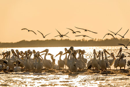 A flock of white pelicans soars gracefully over the Peninsula at sunset, their wings catching the golden light as they glide in unison against the vibrant hues of the evening sky.の写真素材