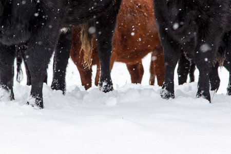 A herd of cows in a snowy pastureの写真素材