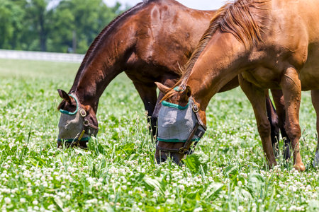 Thoroughbred horses stand gracefully along a wooden fence at a horse ranch in Kentucky, USA,...
