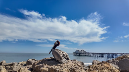 A pelican perches calmly on coastal rocks, the ocean and a distant pier behind it. Fluffy white clouds drift across a blue sky as it basks in the summer sun and cool ocean breeze.の写真素材