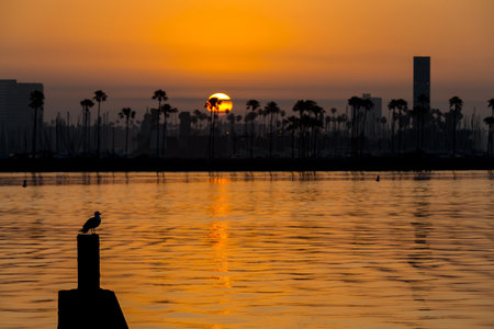 A golden sunrise glows over calm waters, silhouetting palm trees and a lone seagull. The sky blazes warmly, serene and empty, capturing natures quiet beauty in a tranquil moment.の写真素材