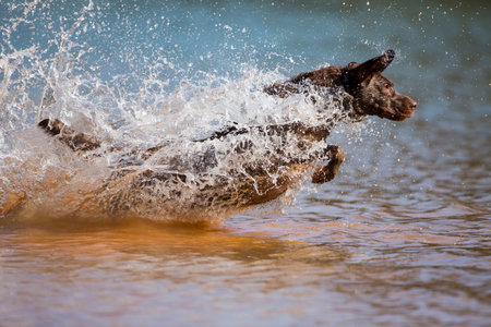 A Chocolate Labrador leaps into a lake with energy and focus, splashing through the water as he trains to retrieve decoys, showcasing skill, strength, and natural retrieving instincts.の写真素材