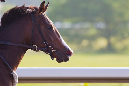 A horse stands on the track, muscles visible beneath a sleek coat, equipped with a bridle.