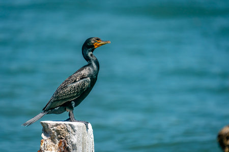 Graceful wild birds glide and gather on calm waters, their feathers glowing in the soft morning light as gentle ripples shimmer with golden reflections of a peaceful new day.の写真素材