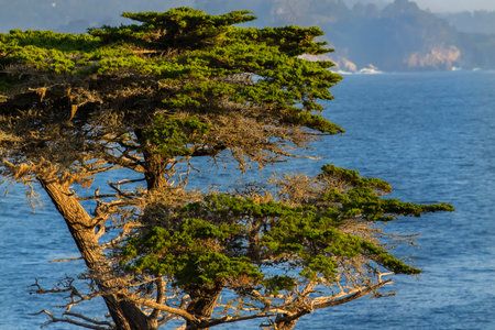 The Lone Cypress stands tall overlooking crashing waves against rugged California rocks, where ocean...