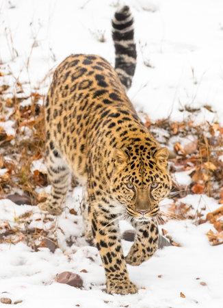 An Amur leopard moves silently through a snowy forest, golden coat rosetted against white drifts, sharp eyes scanning for prey as it stalks with patience, power, and cold-weather grace.の写真素材