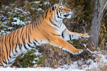A Bengal tiger pads silently through a snowy forest, striped golden coat stark against white drifts, keen eyes scanning for prey as it stalks with patience, power, and winter-honed grace.の写真素材