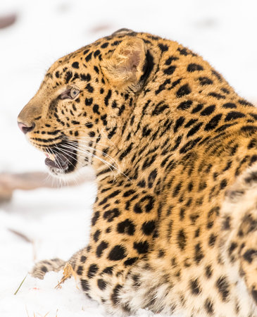 An Amur leopard moves silently through a snowy forest, golden coat rosetted against white drifts, sharp eyes scanning for prey as it stalks with patience, power, and cold-weather grace.の写真素材
