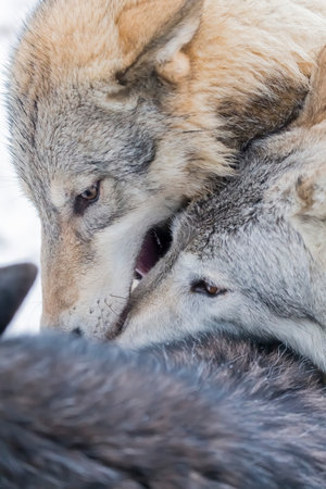 A pack of tundra wolves moves through a snowy forest, nuzzling and pacing together in quiet unity, sharing playful moments and trust before instincts sharpen and they set out to hunt.の写真素材