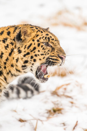An Amur leopard moves silently through a snowy forest, golden coat rosetted against white drifts, sharp eyes scanning for prey as it stalks with patience, power, and cold-weather grace.の写真素材