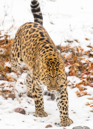 An Amur leopard moves silently through a snowy forest, golden coat rosetted against white drifts, sharp eyes scanning for prey as it stalks with patience, power, and cold-weather grace.の写真素材