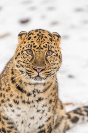 An Amur leopard moves silently through a snowy forest, golden coat rosetted against white drifts, sharp eyes scanning for prey as it stalks with patience, power, and cold-weather grace.の写真素材