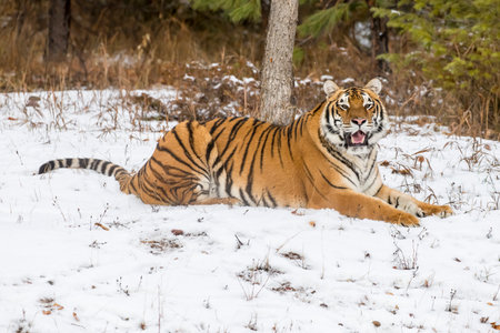 A Bengal tiger pads silently through a snowy forest, striped golden coat stark against white drifts, keen eyes scanning for prey as it stalks with patience, power, and winter-honed grace.の写真素材