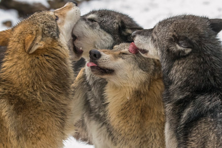 A pack of tundra wolves moves through a snowy forest, nuzzling and pacing together in quiet unity,...