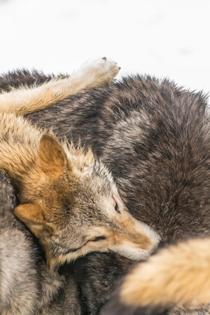 A pack of tundra wolves moves through a snowy forest, nuzzling and pacing together in quiet unity,...