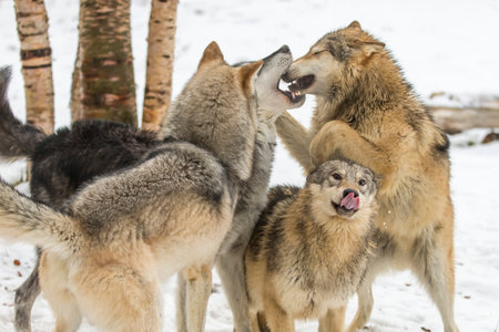 A pack of tundra wolves moves through a snowy forest, nuzzling and pacing together in quiet unity,...