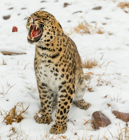 An Amur leopard moves silently through a snowy forest, golden coat rosetted against white drifts, sharp eyes scanning for prey as it stalks with patience, power, and cold-weather grace.の写真素材