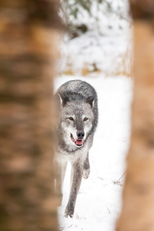 A pack of tundra wolves moves through a snowy forest, nuzzling and pacing together in quiet unity,...