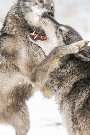 A pack of tundra wolves moves through a snowy forest, nuzzling and pacing together in quiet unity,...