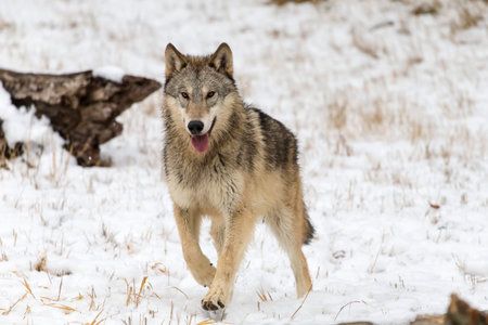 A pack of tundra wolves moves through a snowy forest, nuzzling and pacing together in quiet unity,...