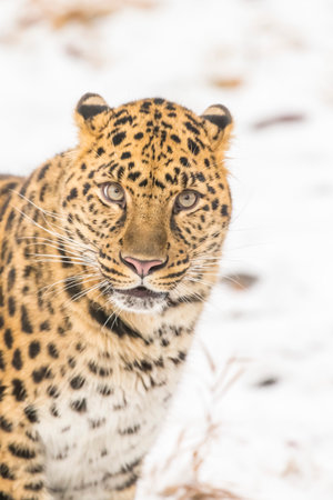 An Amur leopard moves silently through a snowy forest, golden coat rosetted against white drifts, sharp eyes scanning for prey as it stalks with patience, power, and cold-weather grace.の写真素材