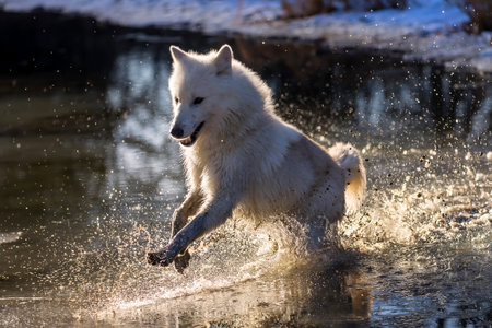An arctic wolf moves along a frozen riverbank, its white coat blending with snow, eyes sharp and alert, moving silently as it searches for prey on a cold winter day.の写真素材