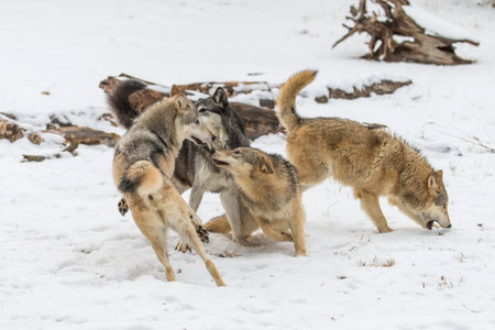 A pack of tundra wolves moves through a snowy forest, nuzzling and pacing together in quiet unity,...